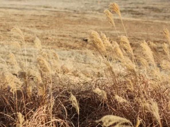 Prairie grass in Oklahoma.