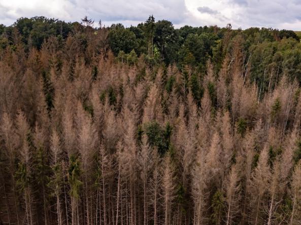 Conifer trees that are sick, representing the impacts of climate change.