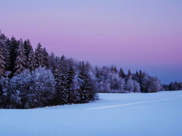 Snow covered trees with snow on the ground at sunset.