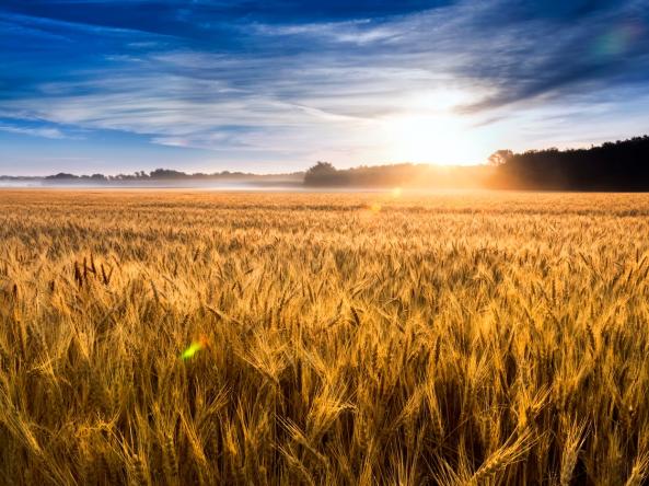  A field of wheat in central Kansas. Credit: ricardoreitmeyer, Adobe Stock.