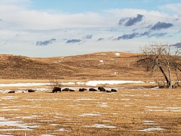 Tribal Buffalo Herd. Photo credit: WOLAKOTA LAB LLC.