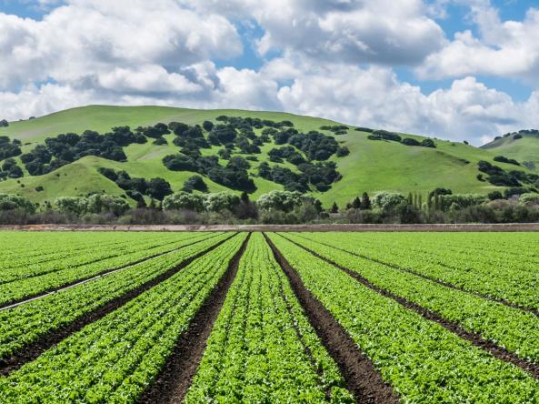 Rows of lettuce crops