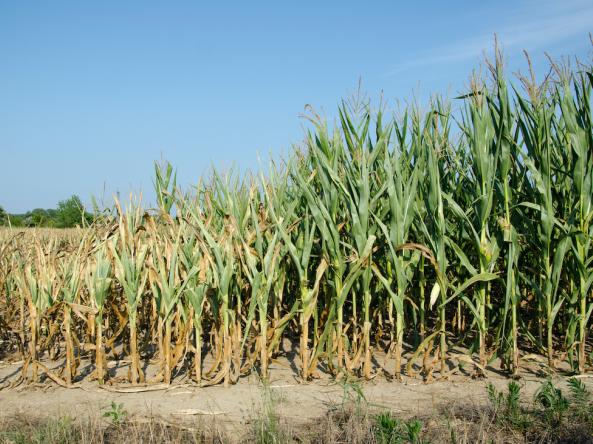 Row of crops dried out due to drought