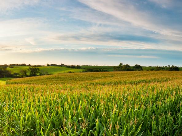 Rows of crops in the Midwest U.S.