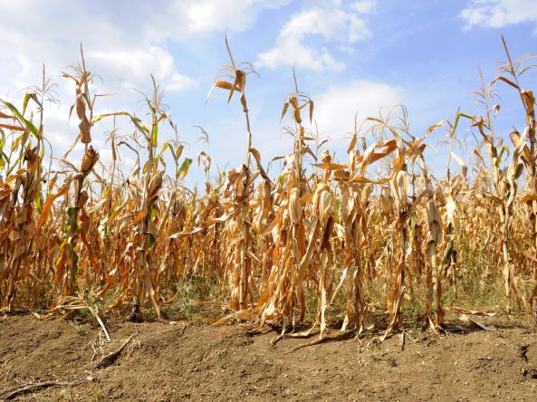 Dried corn stalks and cracked earth in hot summer drought at corn field. Photo credit: bibiphoto, Adobe Stock.