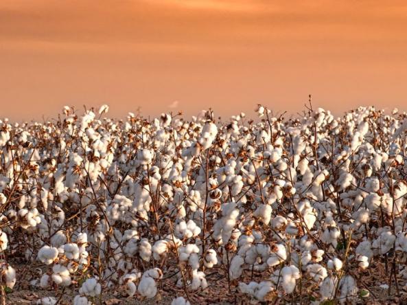 A field of cotton in the Southeast U.S.