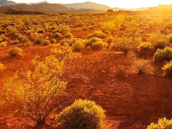 Dry grasses and an arid landscape in Utah