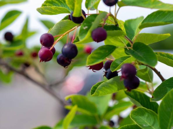 A detailed view of wild huckleberries ripening on the branch.  Small, round purple-blue berries hang in clusters from leafy branches outdoors. Photo credit: Adobe Stock.