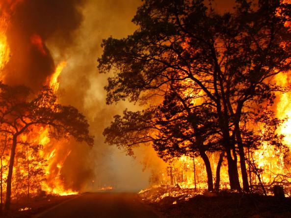 A wildfire burns out of control, consuming trees