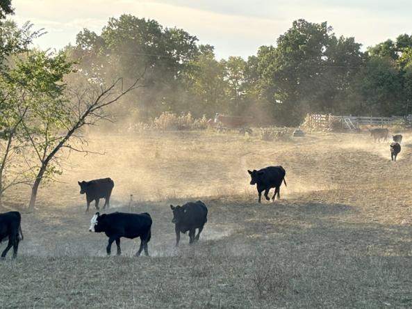 Pasture conditions in September 2024 across southeast Ohio. Credit Ted Wiseman, Ohio State Agriculture and Natural Resources (ANR) Extension Educator for Perry County.