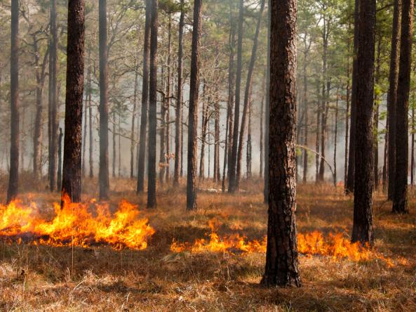 Prescribed fire in southern South Carolina. Photo credit: Nathan A. Shepard, Shutterstock.