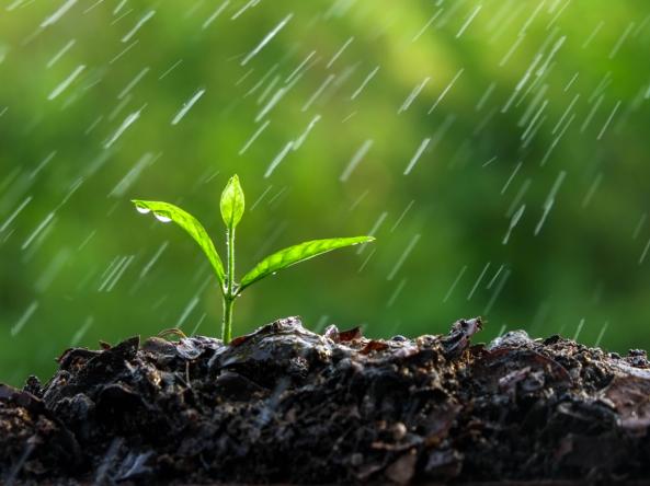 Rain falls from a seedling growing out of the soil. Photo credit: Shutterstock.