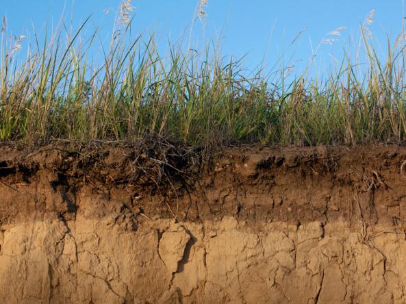 A cross-section of soil, with drying grass growing from the top of the soil