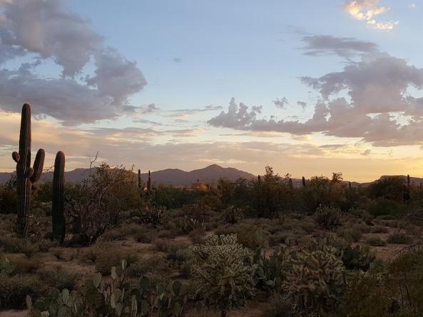 Sonoran Desert at sunset with cacti in the foreground and mountains in the distance