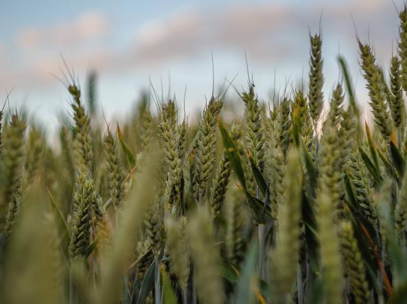 A closeup shot of sweetgrasses in a field. Photo credit: Wirestock Creators, Shutterstock.