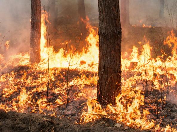 Wildfire burning through brush and trees