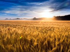 A field of wheat on a sunny day in Kansas. Photo credit: Shutterstock.