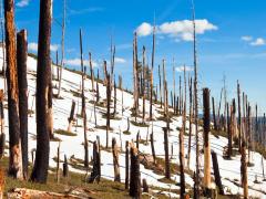 Burned trees in the snow at Smith Peak in Yosemite National Park. Photo credit: Nickolay Stanev, Shutterstock.