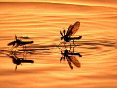 Two mosquitoes landing on a body of water