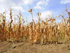 Dried corn stalks and cracked earth in hot summer drought at corn field. Photo credit: bibiphoto, Adobe Stock.