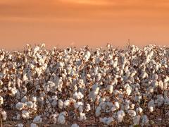 A field of cotton in the Southeast U.S.