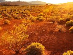 Dry grasses and an arid landscape in Utah