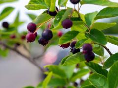 A detailed view of wild huckleberries ripening on the branch.  Small, round purple-blue berries hang in clusters from leafy branches outdoors. Photo credit: Adobe Stock.