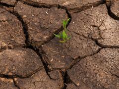 Plant growing in cracked earth.