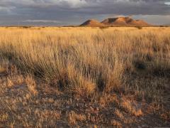 research findings drought