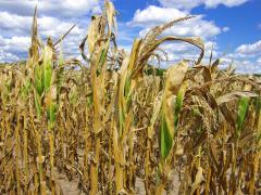 Damaged corn crops due to drought