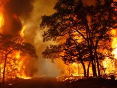 A wildfire burns out of control, consuming trees