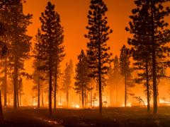 Wildfire burns in a forest. Soil moisture information can support fire danger assessment. Photo credit: My Photo Buddy, Shutterstock.