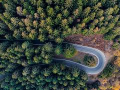 A tree-filled forest represents one of many ecosystems impacted by drought.