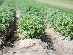 Crops growing in dry soil demonstrate the impacts of drought on agriculture.