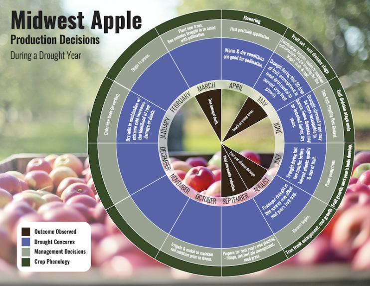 Crop production decision calendar for Midwest apple crops