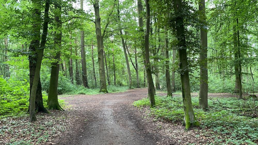 Wide forest clearing with a natural dirt path winding through tall deciduous trees. Photo credit: oracleXmaniq, Adobe Stock.
