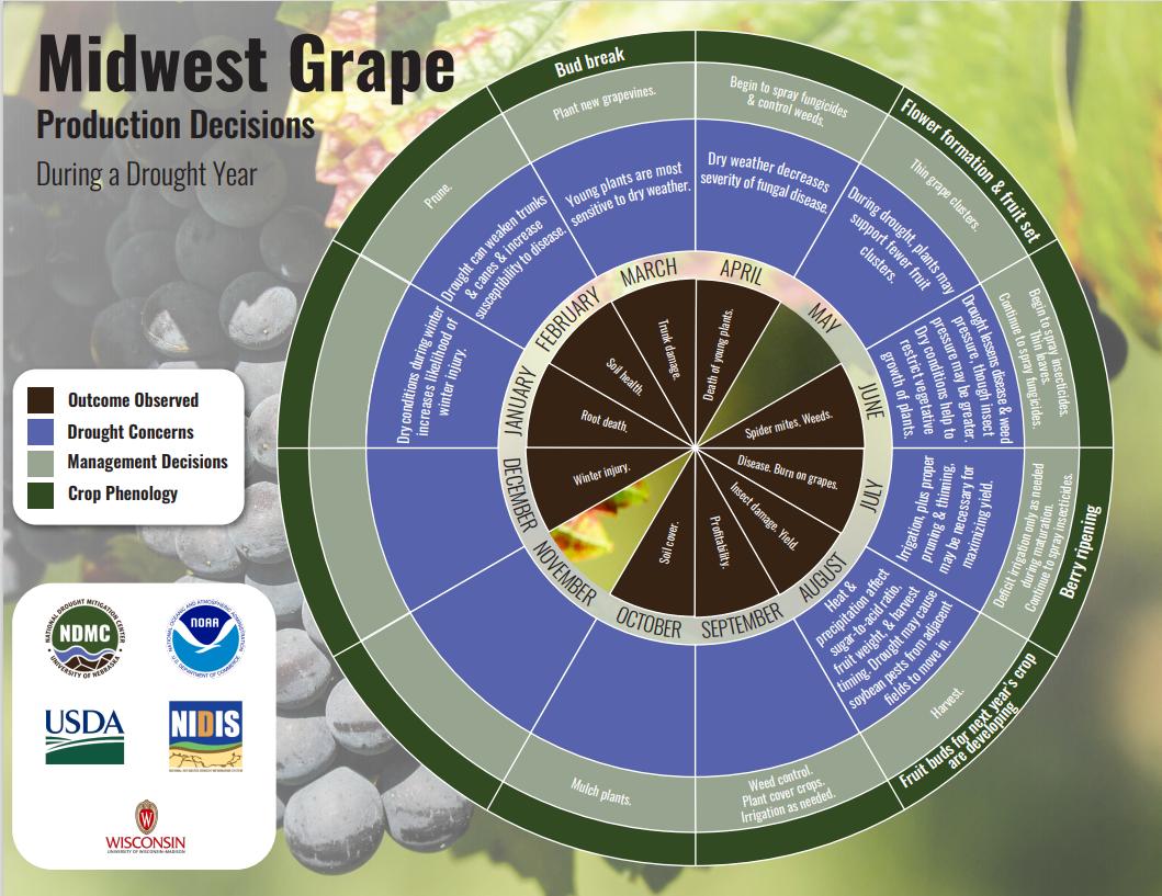 Drought decision calendar for Midwest grape crops