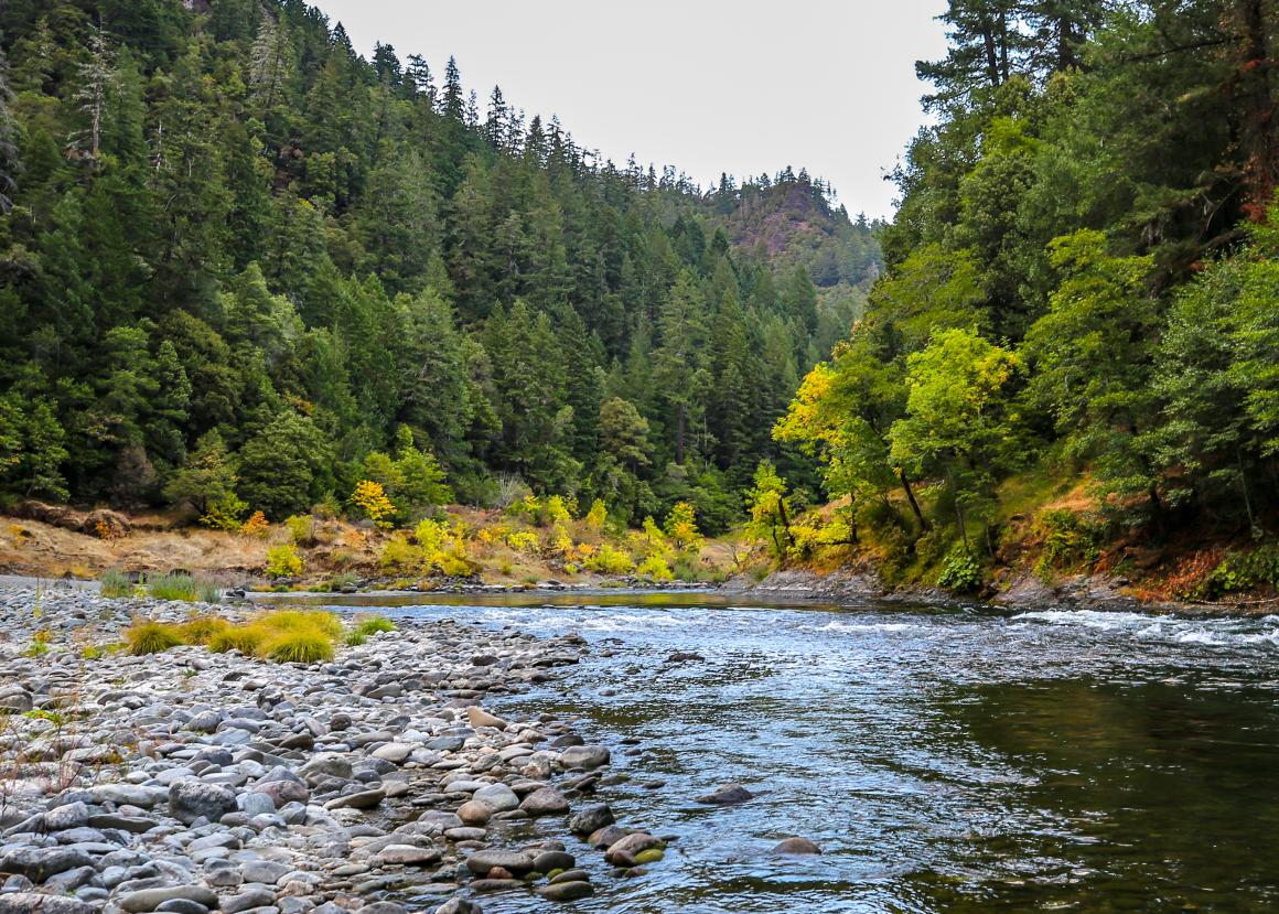 The Rouge River in Oregon flows next to a cobblestone gravel bar, through forest of evergreen trees.
