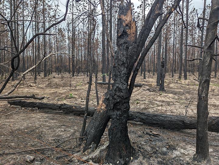 Singed trees in a burned forest, part of the Tiger Island Fire scar in Louisiana. 