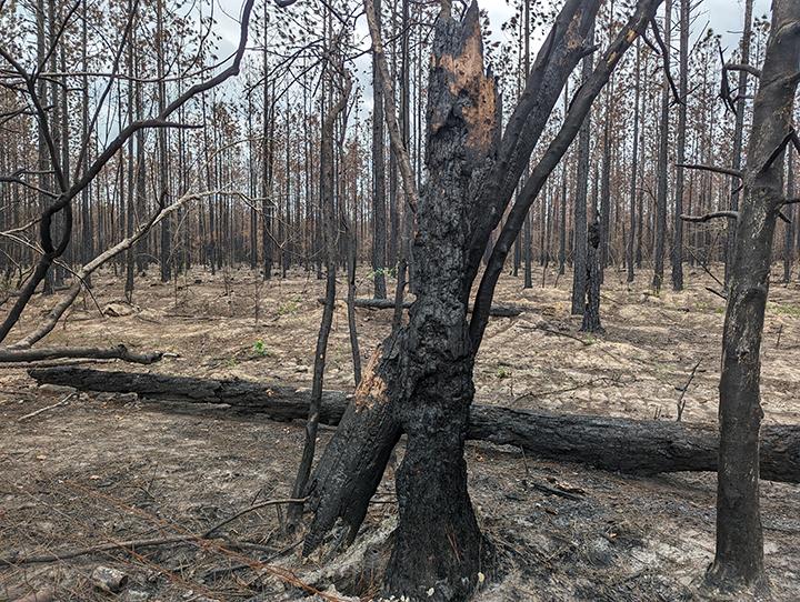 Singed trees in a burned forest, part of the Tiger Island Fire scar in Louisiana.
