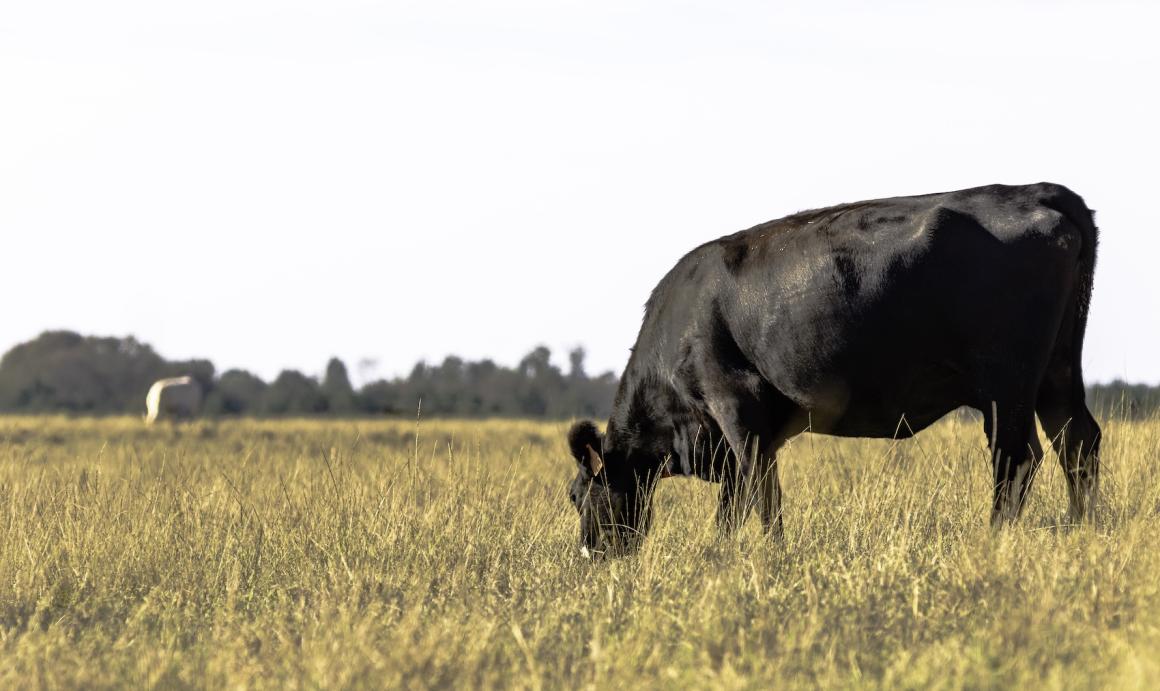 Angus cow grazing in a drought-stricken pasture. Photo credit: JNix, Shutterstock.