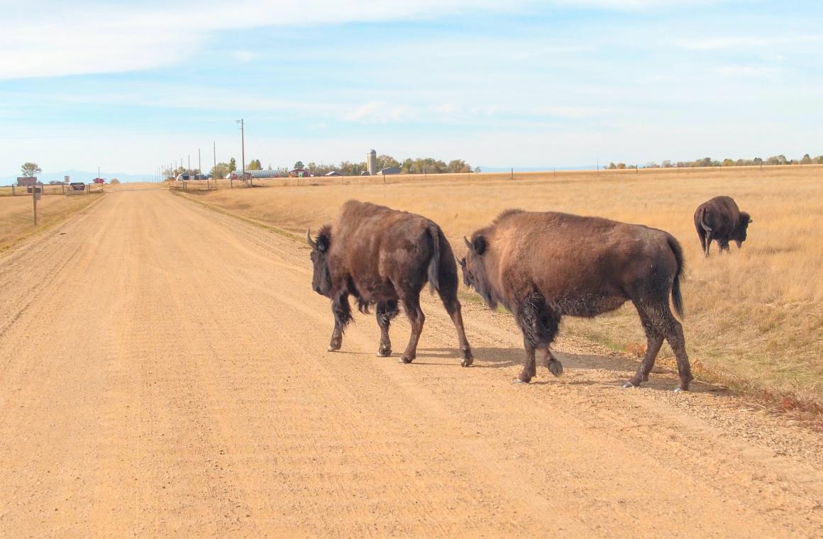 Three buffalo on a dried out pasture