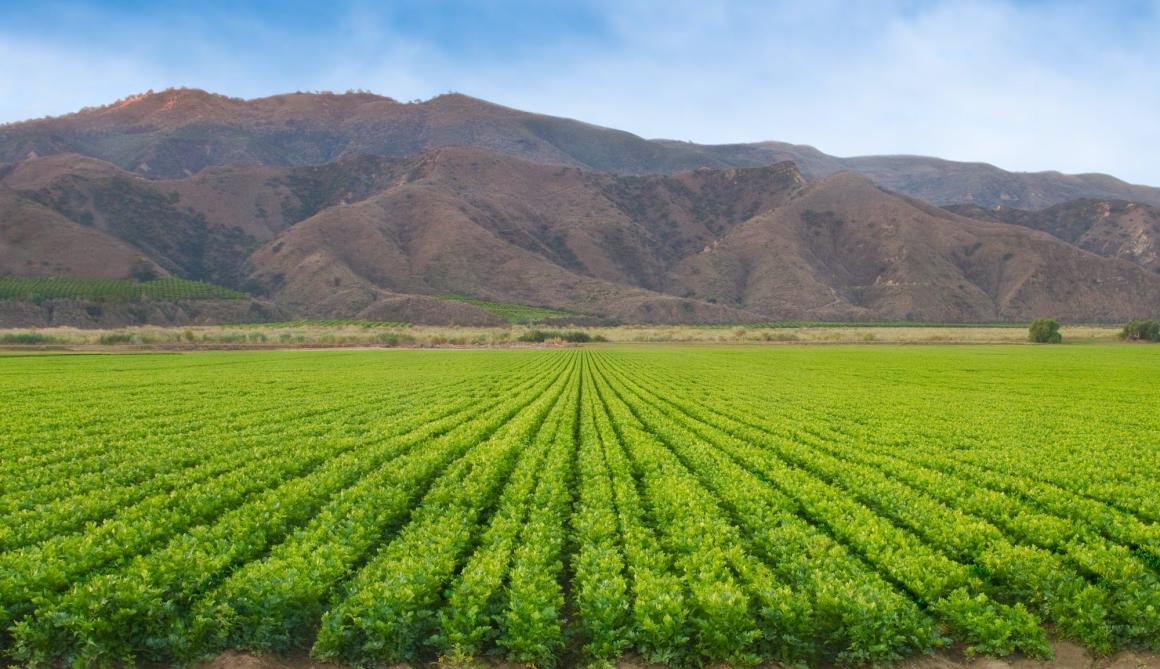 Rows of crops with mountains in the background, California