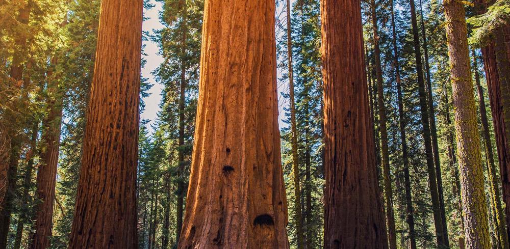 Tall redwood trees growing in California