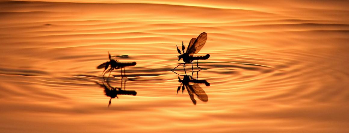 Two mosquitoes landing on a body of water, representing public health concerns.