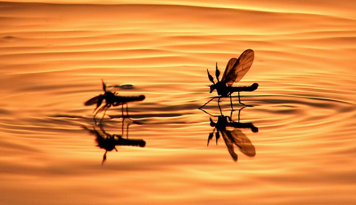 Two mosquitoes landing on a body of water