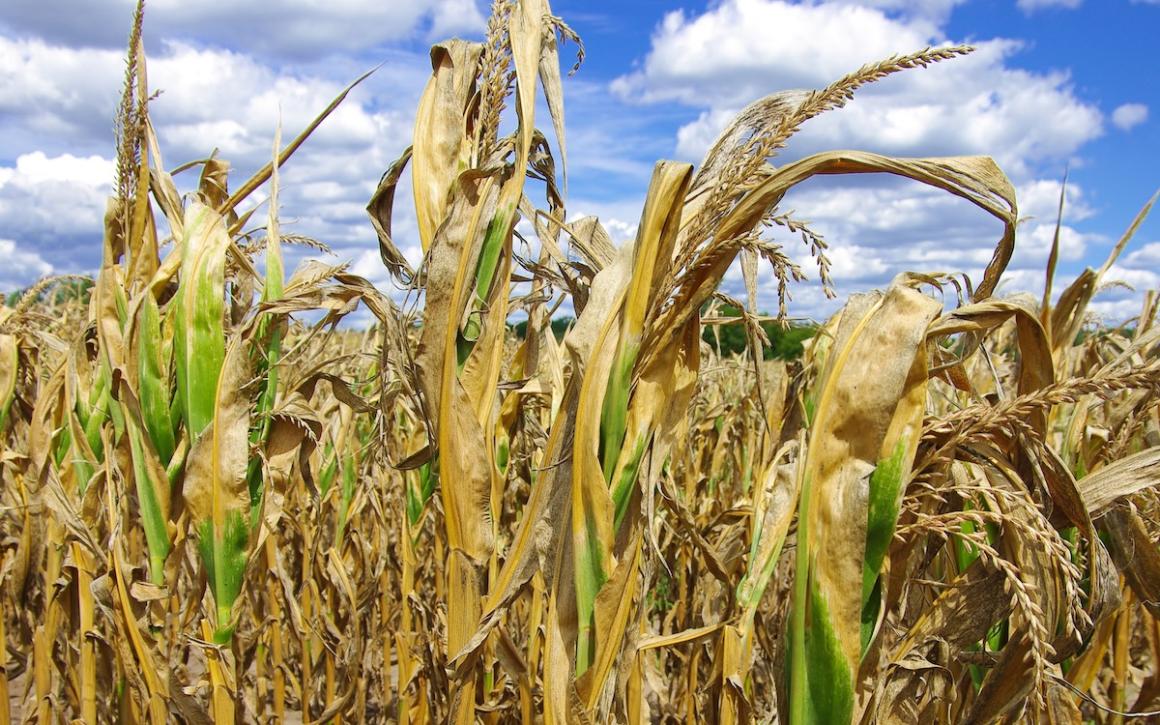 Drought-damaged corn in a field, showing the impacts of drought on the Midwest. Image credit: Shutterstock, Earl D. Walker.