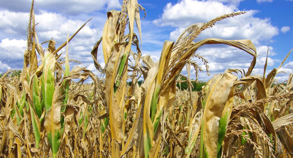 A field of corn damaged by drought.