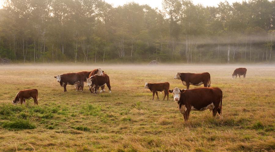 Cattle grazing on a dried out pasture