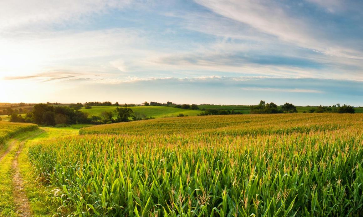 Field of crops in the Midwest U.S.